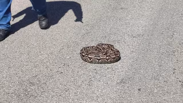 El reptil fue capturado y liberado por personal de Procivy.