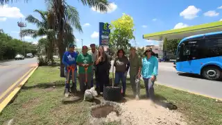 Los ejemplares se colocaron en el camellón de la avenida de la colonia Francisco I. Madero