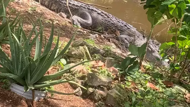 El cocodrilo ‘Juancho’ fue llevado a la Zona Cero, pero regresó a Progreso