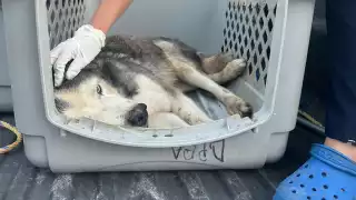 Maltrato animal en Cancún: Husky pierde la vida por presunto abandono y desnutrición, tras ser rescatado de un domicilio en la SM 222