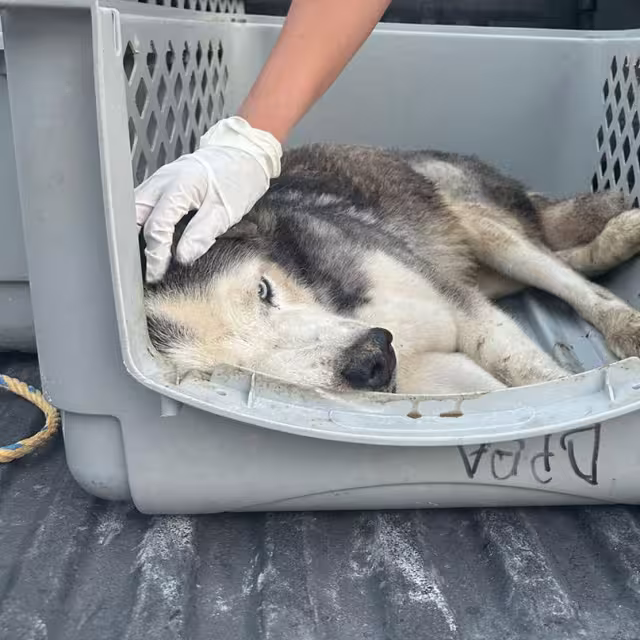 Vecinos denunciaron el abandono del can