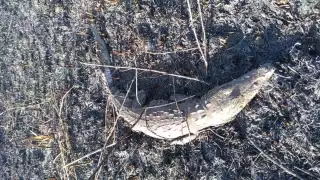 Animales mueren calcinados tras el incendio en la Reserva de la Biosfera Ría Lagartos