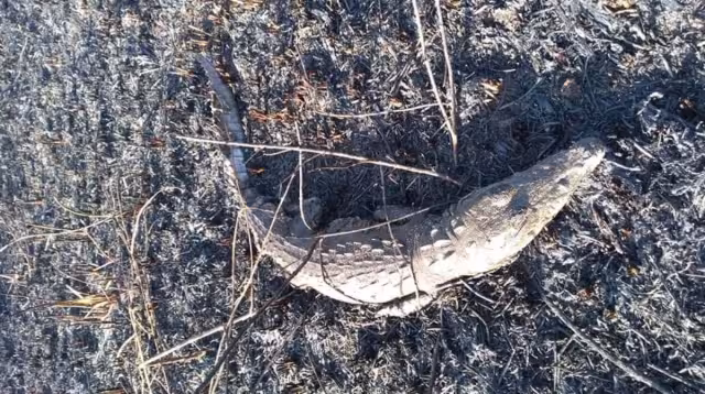 Un cocodrilo quedó atrapado en el fuego durante el incendio