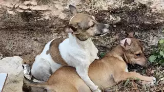 Rescatistas acusan que las instancias correspondientes, hacen lo “mínimo” para atender la problemática