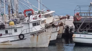Menos barcos y altos costos golpean al sector camaronero