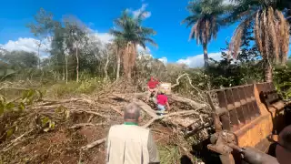 La expansión agroindustrial vinculada a grupos menonitas acelera la deforestación en el sur de Yucatán
