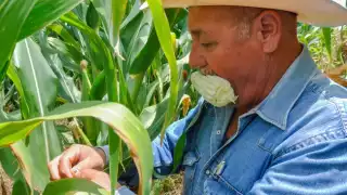 Más de 75,736 personas en Campeche han recibido apoyos de los Programas de Bienestar desde 2019.