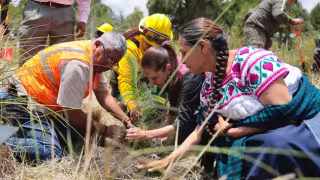 El compromiso es que de 2026 a 2030 se produzcan y planten mil 500 millones de plantas, árboles y semillas