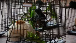 Semarnat confirma que hay registro de monos aulladores muertos