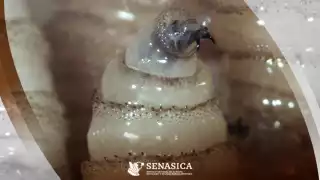 El gusano barrenador tiene una apariencia de tornillo.