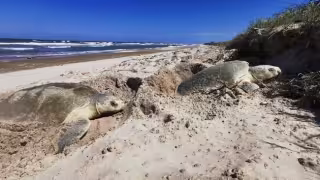 El turismo, la invasión de vehículos en playas y la alteración de dunas amenazan la anidación