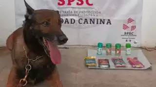 Incautan 50 cigarros  de marihuana en Campeche gracias a  agente canino