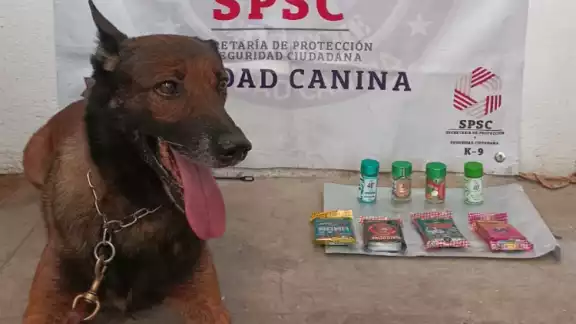 La Unidad K9 de la SPSC aseguró 50 cigarros con presunta droga en un operativo en empresas de paquetería.