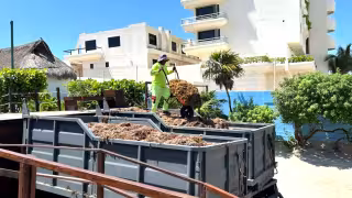 Durante la “Mañanera del Pueblo” se abordó el tema de cómo se recolecta todo y se transforma. Desde el inicio de la temporada de arribo se han captado más de 32 mil toneladas.