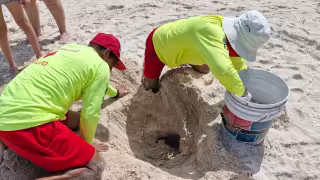Tortuga marina deja 125 huevos en el Malecón Internacional de Progreso