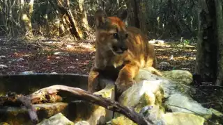 Diversas especies nativas están en peligro de extinción en Yucatán