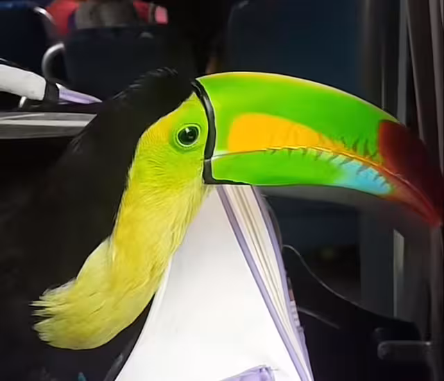 Muchos usuarios se cuestionaron sobre si es legal la tenencia de tucanes como mascotas