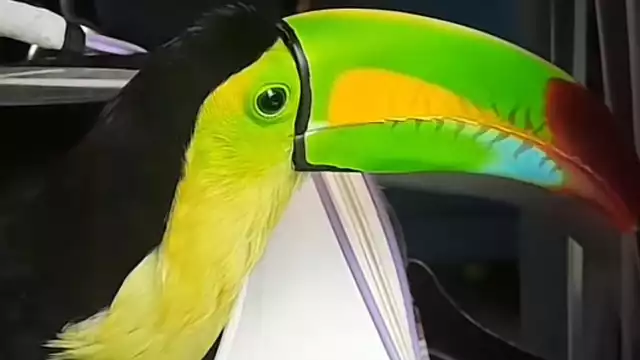 Muchos usuarios se cuestionaron sobre si es legal la tenencia de tucanes como mascotas