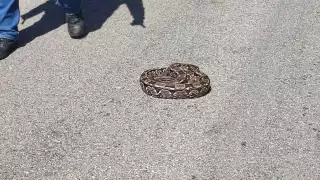 El reptil fue capturado y liberado por personal de Procivy.