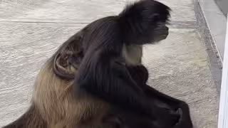 Avistamiento de monos araña en tienda de conveniencia sorprende a visitantes de Puerto Morelos