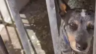   Piden investigar presunto maltrato animal en Mocochá; perro lleva un mes encerrado en el calabozo  