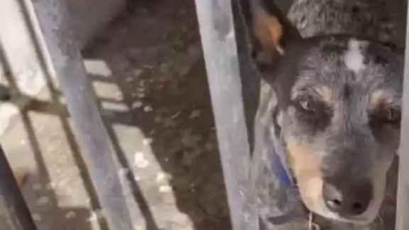 La asociación Peludos Felices A.C. tuvo conocimiento que un can permanece tras las rejas La asociación Peludos Felices A.C. tuvo conocimiento que un can permanece tras las rejas