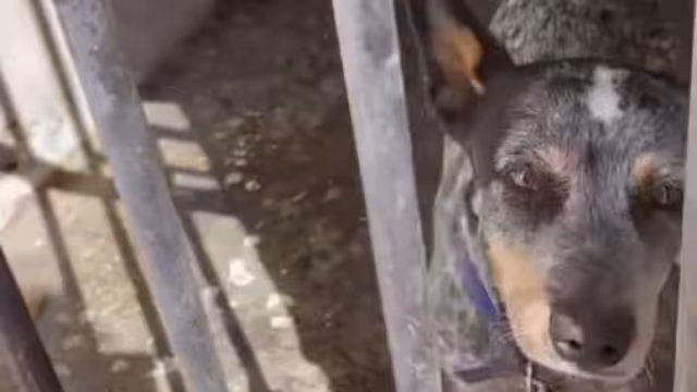 La asociación Peludos Felices A.C. tuvo conocimiento que un can permanece tras las rejas