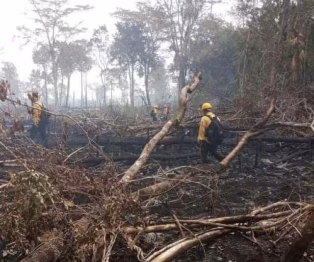 Incendios forestales acaban con espacios verdes
