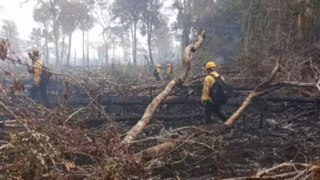 Incendios forestales acaban con espacios verdes