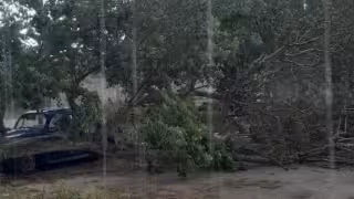 Violenta tromba golpea Champotón y derriba árbol sobre vehículos