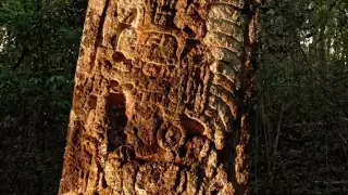 Universidad de Polonia podría sumarse a estudios arqueológicos en Campeche