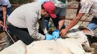 Para evitar pérdidas, los productores acuden a talleres para conocer más sobre el gusano barrenador