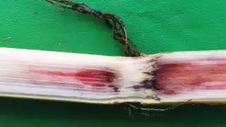 Sedarpe ha anunciado cerca de 8 mil dosis para controlar y evitar la propagación de la plaga