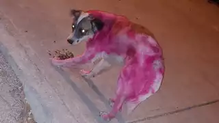 Reportan nuevo caso de maltrato animal: Pintaron a un perrito en el sur de Mérida 