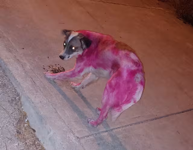 Se presume que los propios dueños del perrito habrían cometido la acción