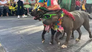 Perros  se roban  los aplausos durante el  desfile infantil del Carnaval de Mérida  