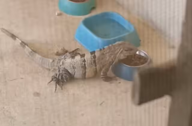Los Toloks son reptiles comunes en la Península de Yucatán