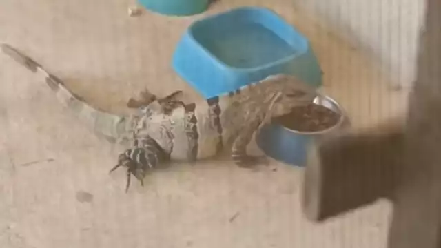 Los Toloks son reptiles comunes en la Península de Yucatán