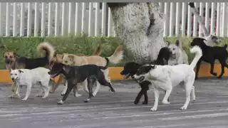 Yucatán registra un caso de mordedura de perro cada dos horas; hombres, los más  atacados 