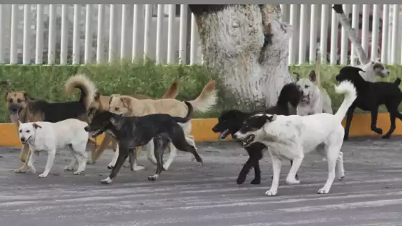 Cada dos horas hay un ataque de perros en Yucatán, según Medio Ambiente y Bienestar Animal Cada dos horas hay un ataque de perros en Yucatán, según Medio Ambiente y Bienestar Animal