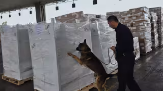 RINI logró identificar las sustancias ilícitas al hacer su revisión.