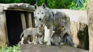 El nacimiento representa un paso más hacia la recuperación de la especie