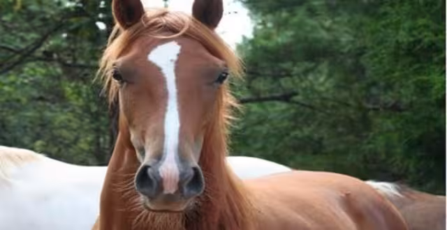  El cuerpo de un caballo presuntamente destripado es hallado sobre la carretera a Petectunich