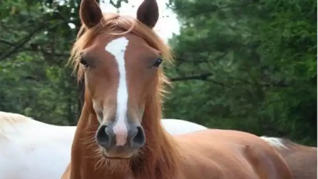  El cuerpo de un caballo presuntamente destripado es hallado sobre la carretera a Petectunich