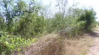 Ejidatarios de Hunucmá temen que la empresa Bachoco se apropie de sus terrenos; montarán guardias