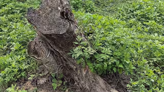 Los vecinos han denunciado la tala clandestina de árboles. 