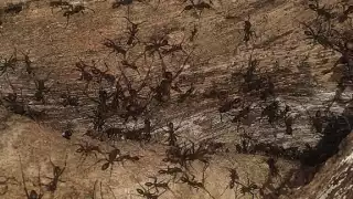 Captan extraño fenómeno con las hormigas en  Seyé, ¿Predicen un Ciclón Tropical en Yucatán?: VIDEO