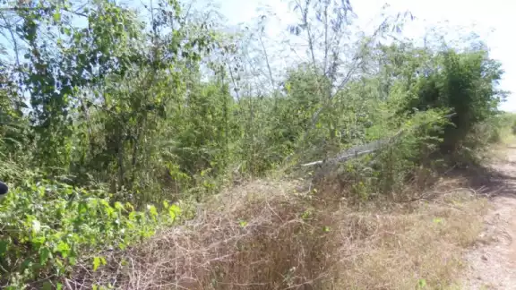  Ejidatarios de Hunucmá dijeron estar dispuestos a montar guardias de vigilancia.