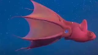 El fondo marino y los cenotes del territorio yucateco cuentan con representantes que parecerían sacados de una película de ciencia ficción