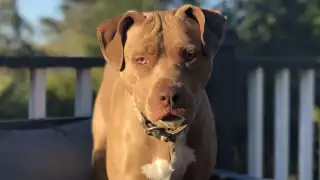 La raza pitbull suele tener una reputación agresiva entre los perros